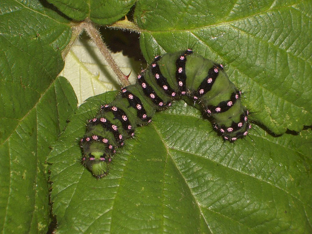 1643 Saturnia pavonia (Emperor Moth)