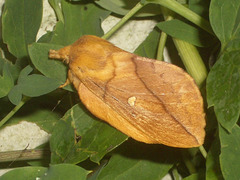 1640 Euthrix potatoria (Drinker Moth)