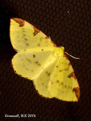 1906 Opisthograptis luteolata (Brimstone Moth)