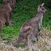 Darby River roos