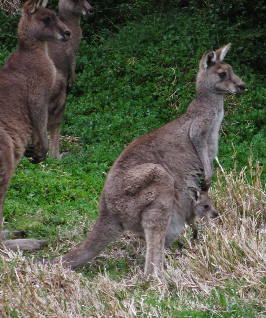 Darby River roos