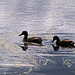 Ducks On The Lochan