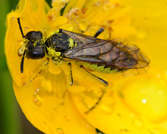 Pollen bath for a Sawfly!