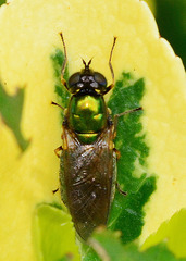 Soldier Fly, Chloromyia formosa
