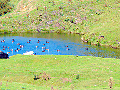 Ducks in a valley
