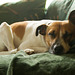 Jack Russell Terrier Rico DSC04174-1