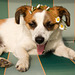 Jack Russell Terrier Clifford DSC04132-1