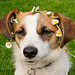 Jack Russell Terrier Clifford DSC04145-1