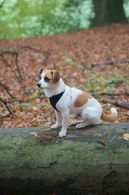 Jack Russell Clifford DSC02929