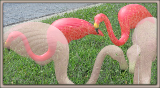 of flamingos . .