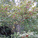 Japanese winterberry_Ilex serrata