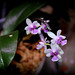 Phalaenopsis deliciosa subsp deliciosa