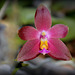 Phalaenopsis bellina x venosa ='Joshua Irwin Ginsberg '