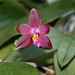 Phalaenopsis 'Joshua Irwin Ginsberg '( bellina x venosa)