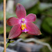 Phalaenopsis bellina x venosa ='Joshua Irwin Ginsberg'