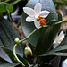 Phalaenopsis 'Mini Mark' (2)