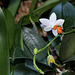 Phalaenopsis 'Mini Mark' (3)
