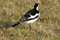 A Magpie-lark in the grass