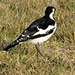 A Magpie-lark in the grass