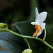 Phalaenopsis 'Mini Mark' (5)
