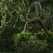 heron at rest