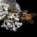 Bee in White Flower Cluster