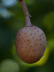The Prickly and Beautiful Buckeye Seed Pod!