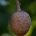 The Prickly and Beautiful Buckeye Seed Pod!