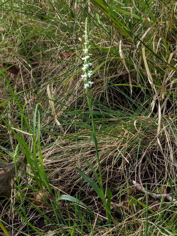 Spiranthes cernua (Nodding Ladies'-tresses orchid)