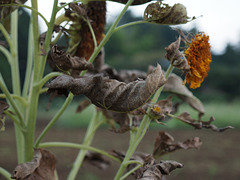 Drying sunflower