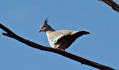 A Crested pigeon