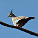 A Crested pigeon