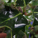 Rain on the holly leaves