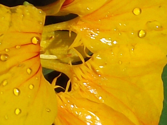The yellow nasturtium is wet!