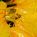 The yellow nasturtium is wet!