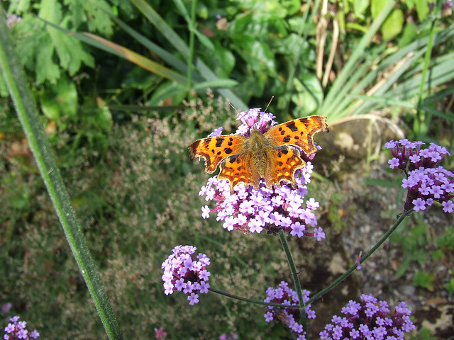 Butterfly Butterfly