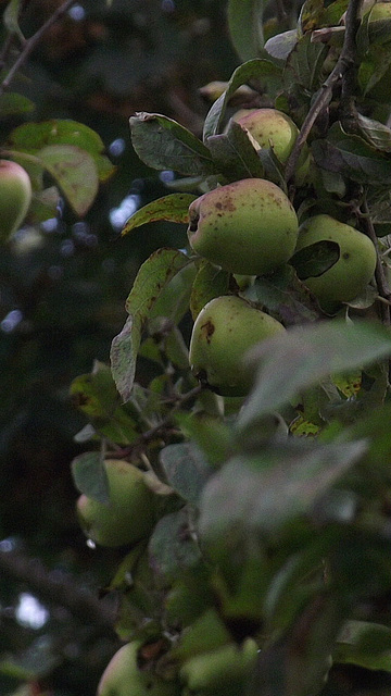 Some apples are ready to be picked