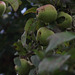 Some apples are ready to be picked