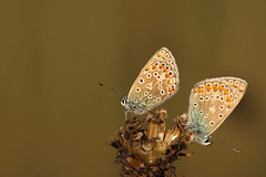 Common Blue (Polyommatus icarus) butterflies