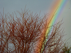 Rainbow behind our tree