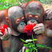Amgeo de orangutangoj ĝuas kune rozojn. (Ein Liebespaar genießt zusammen Rosen.)