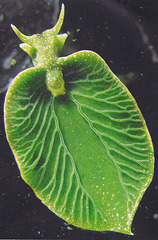 plantobesto (Pflanzentier)