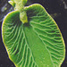 plantobesto (Pflanzentier)