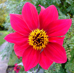 A lovely red dahlia