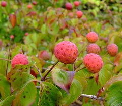 Strawberry Tree fruits