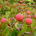 Strawberry Tree fruits