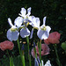 Iris and Poppies