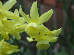 Miniature Daffodils
