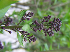 Lilac Buds