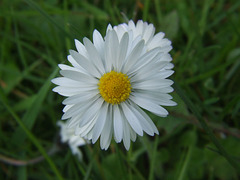 Common Lawn Daisy